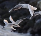 volo libero