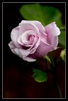Semplicemente Rosa