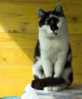 Gatto!