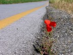 Voglia di Vivere