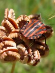 Cimice milanista sull&quot;albero delle dentiere&quo