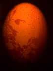 Egg 'n Roses