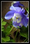 Fiore in multiflash
