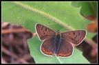 Licenide