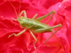Realizzata con Nikon coolpix 5700