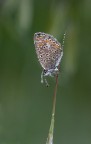 Affilata