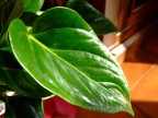 Macro su una foglia
