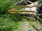 Prova Macro tele su aghi di pino