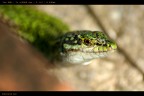 Sguardo