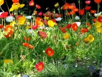 Allegoria di colori