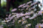 fiori in primavera