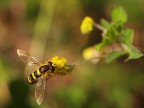Olympus E300 Zuiko ED 50mm f2 macro 
1/250 ISO 200 f5.6 
esposizione spot
mano libera