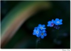 Colori