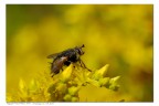 Mosca su fondo giallo