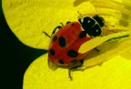 La Coccinella septempunctata dai sette punti  un coleottero appartenente alla famiglia dei Coccinellidi. Si tratta di una delle coccinelle pi comuni nelle nostre regioni;  anche una delle pi grosse, raggiungendo la lunghezza di 8 mm. In giugno e in luglio le coccinelle divengono sempre pi numerose. Le piccole larve, dapprima nerissime, vivono in societ, aggirandosi nei luoghi dove abbondano le colonie dei pidocchi.