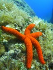 STELLA PROBLEMATICA