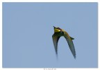 Gruccione &quot;on flight&quot;