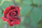 rosa2