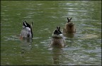 Nuoto Sincronizzato