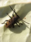 scarabeo