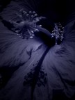 Rapsodia in Blu