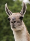 Guanaco