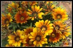 fiori 1