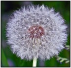 Soffione croppatone