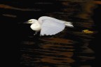 volo in bianco