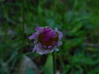 Sony DSC S50