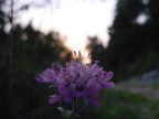 Sony DSC S50