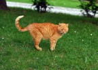 gattone incazzoso 2