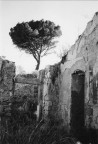 albero 'chiave' tra i ruderi