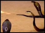 snake's