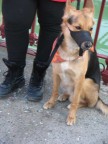 Un povero cane dallo sguardo tutt'altro che cattivo, costretto a girare x la citt con questa musuerola che sembra di + un bavaglio...