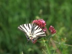 farfalla