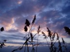 le solite canne...