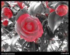 Scattata con effetto della Canon Powershot a610