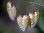 fiori secchi