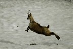 Il salto