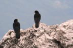 sguardi volanti