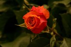 una rosa dal colore stupendo, Euroflora 2006, Genova