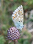 farfalla sul fiore