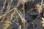 gallinella d'acqua?