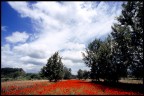 sempre velvia 100