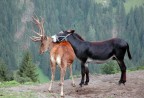 La strana coppia