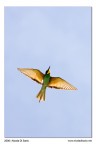 Gruccione (in volo)