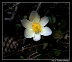 Flora in alta Val d'Ayas (2)
