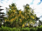 Albero