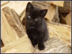 Il Gattino Divino